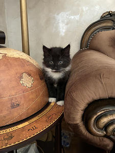 Продам котят (2 фото из 5)