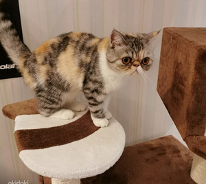 Экзоты котята (9 фото из 9)