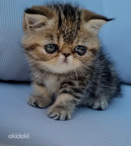 Котята Экзоты Фото