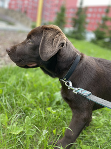 Labrador 6 kuud vana (3 foto / 4)