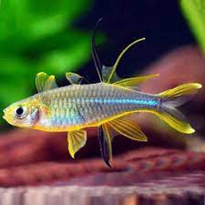 Akvaariumi kalad päikesekiir (Telmatherina ladigesi)