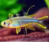 Аквариумная рыбка Солнечный лучик (Telmatherina ladigesi)