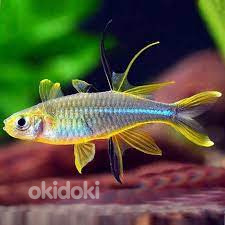 Akvaariumi kalad päikesekiir (Telmatherina ladigesi) (foto #1)