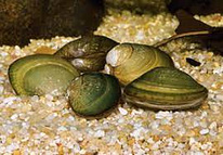 Моллюск беззубка (Anodonta)
