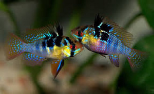 Апистограмма рамирези (Mikrogeophagus ramirezi)