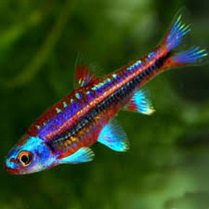 Notropis vikerkaar (Notropis chrosomus) (1 foto / 1)