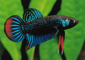 Петушок чёрный ( Betta imbellis )