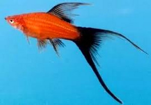 Вильчатый меченосец (Hi Fin Lyretail Swordtails) (1 фото из 1)