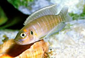 Lamprologus brevis (Lamprologus brevis) (1 foto / 1)