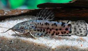 Soomus-tarakaatum (Megalechis thoracata) (1 foto / 1)