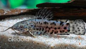 Сом Таракатум (Megalechis thoracata)