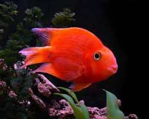 Punane papagoi (Blood red Parrot Cichlid) (1 foto / 1)