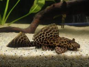 Purjepurilane (Pterygoplichthys gibbiceps) (1 foto / 1)