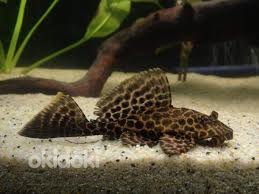 Purjepurilane (Pterygoplichthys gibbiceps)