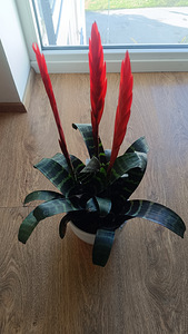 Vriesea (2 foto / 2)