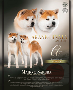 Akita inu kutsikas (7 foto / 7)