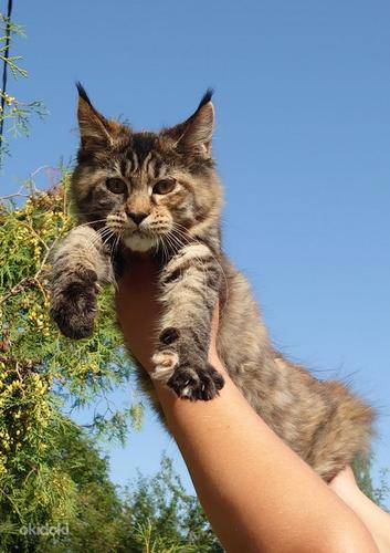 Maine Coon (foto #6)