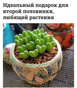 Суккулент и мини кактус. (6 фото из 10)