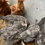 Молодые курочки/ цыплята (фото #1)