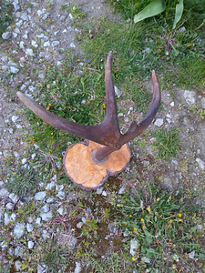 Põdra sarved (1 foto / 2)