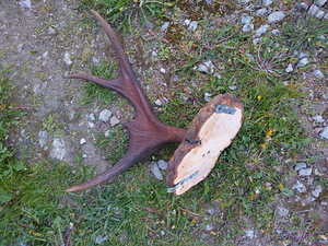Põdra sarved (2 foto / 2)