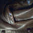 Vintage Leather Jacket UK (Large) "R.I. clothing company" (foto #2)