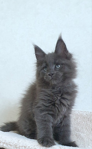 Maine Coon kassipojad Tallinna profesionalne kasvandus. (5 foto / 9)