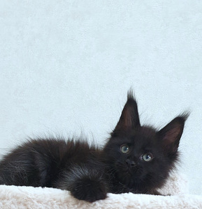 Maine Coon kassipojad Tallinna profesionalne kasvandus. (8 foto / 9)
