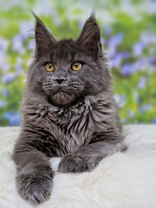 Котёнок Мейн- кун .Таллиннский профессиональный питомник. (2 фото из 4)