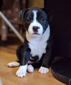 Stafforshire'i bullterjer (staffy) (8 foto / 9)