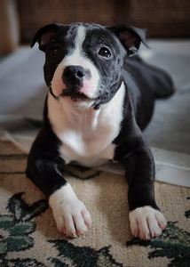 Stafforshire'i bullterjer (staffy) (2 foto / 9)
