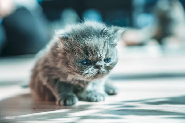 Персидский котенок - мальчик (2 месяца) (фото #2)