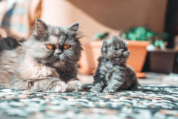 Персидский котенок - мальчик (2 месяца) (фото #3)