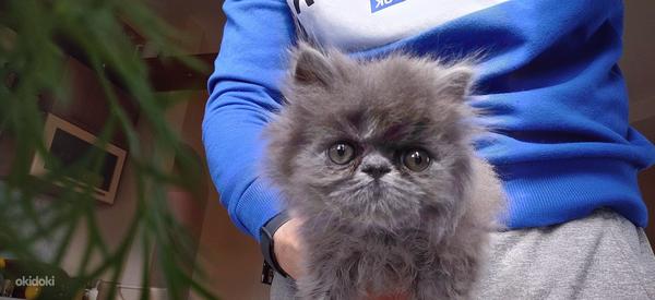 Персидский котенок - мальчик (2 месяца) (фото #1)