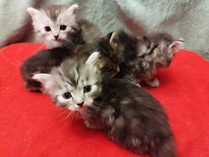 Персидские котята (5 фото из 6)