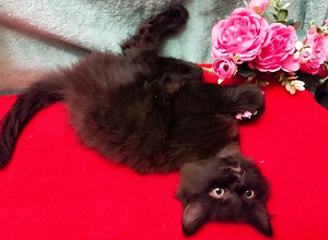 Персидские котята (5 фото из 5)