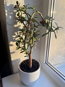 Rahapuu ehk ahvileivapuu ehk portulak-turdleht (2 foto / 2)