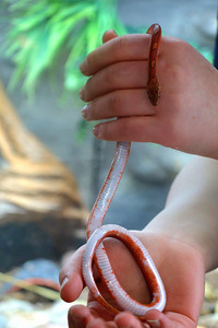 Корнснейк