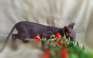 Котята (4 фото из 7)