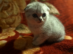 Котики (5 фото из 6)