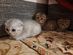 Котики (6 фото из 6)