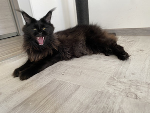 Ma kingin sulle ilusa kassi 😻 (3 foto / 10)