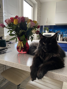 Ma kingin sulle ilusa kassi 😻 (4 foto / 10)