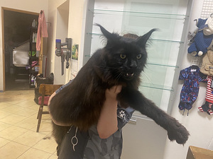 Ma kingin sulle ilusa kassi 😻 (6 foto / 10)