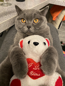 Ma kingin sulle ilusa kassi 😻 (9 foto / 10)