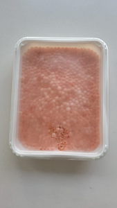 Salmon Chum Keta (3 foto / 6)