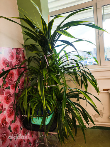 Pandanus