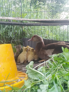 Pruunid muskuspardi tibud (1 foto / 1)