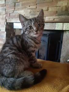 Британский котенок (1 фото из 7)