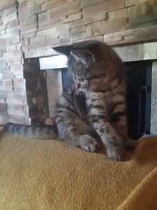Британский котенок (3 фото из 7)